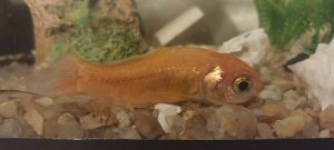 O peixe Douradinho em suas horas finais de vida, no chão do aquário.