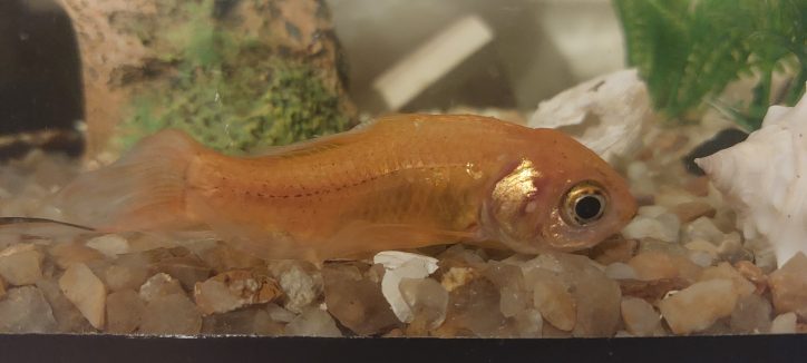 O peixe Douradinho em suas horas finais de vida, no chão do aquário.